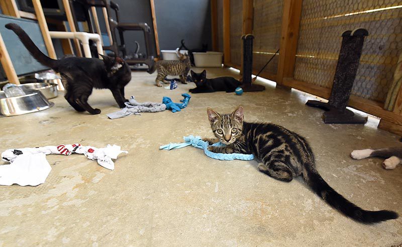 Wiregrass Humane Society accepts kittens after tragedy